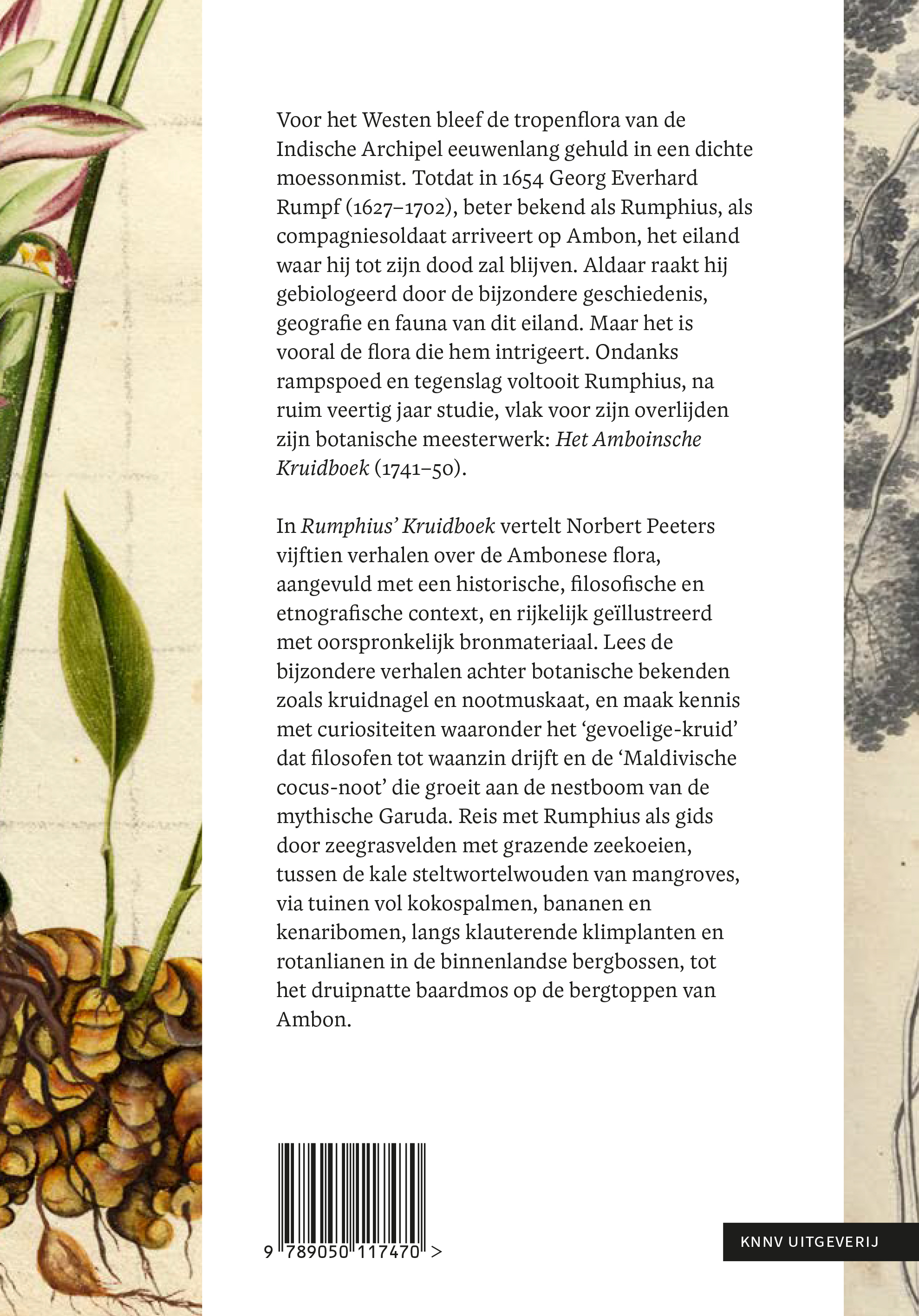 Rumphius' Kruidboek - Afbeelding 2